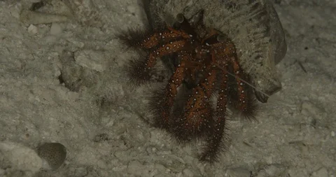 White-spotted hermit crab (Dardanus megistos) on the sand Video stock 107955199