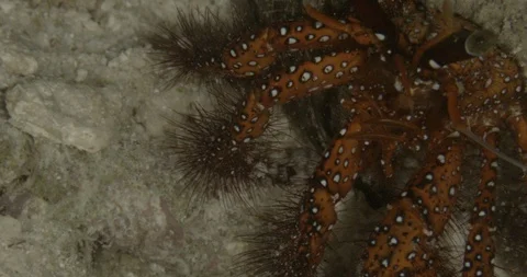 White-spotted hermit crab (Dardanus megistos) on the sand in Raja Ampat Stock Footage 108941948