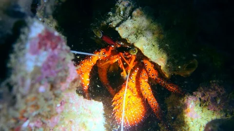 White-spotted hermit crab moving its legs eating or cleaning Stock Footage 112451609