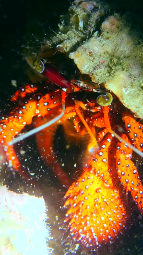 White-spotted hermit crab moving its legs eating or cleaning Video stock 228829412