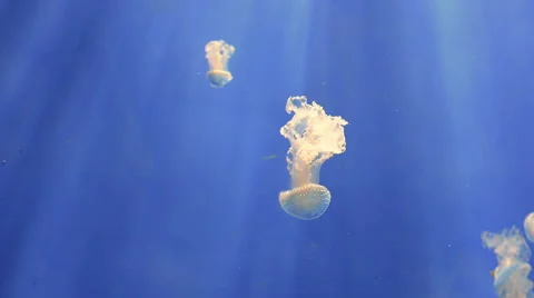 A White spotted jellyfish floating Video stock 68439966