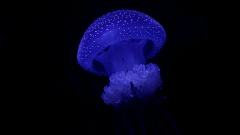 White-Spotted Jellyfish Video stock 111558594