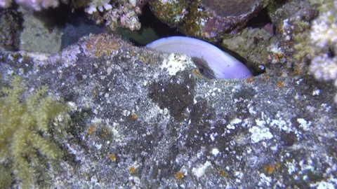 White Spotted Moray Eel Underwater Close Up Red Sea Egypt Stock Footage 102892014