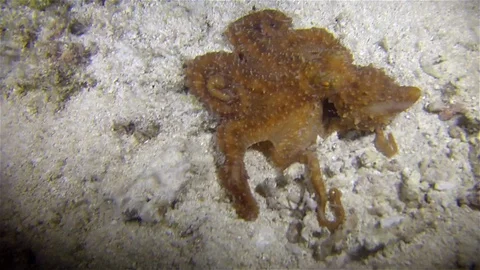 White Spotted Octopus Or Grass Octopus Or Grass Scuttle At Night In Philippines Видео 113850702