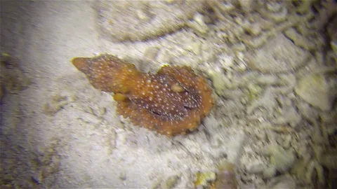 White Spotted Octopus Or Grass Octopus Hunting &amp; Night Attack On Hermit Crab 스톡 동영상 113851634