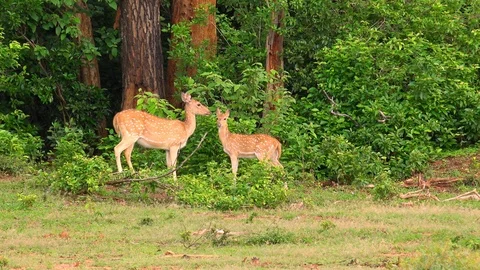 White spotted or axis deers. Yala National Park, Sri Lanka. Stock Footage 93569734