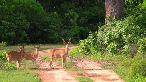 White spotted or axis deers. Yala National Park, Sri Lanka. Stock Footage 93576166