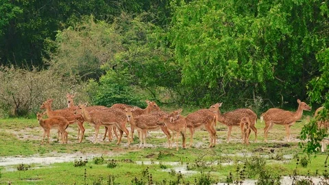 White spotted or axis deers. Yala National Park, Sri Lanka. Stock Footage 93579453