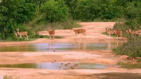 White spotted or axis deers. Yala National Park, Sri Lanka. Stock Footage 93584585