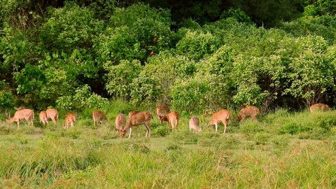 White spotted or axis deers. Yala National Park, Sri Lanka. Stock Footage 93596726
