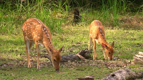 White spotted or axis deers. Yala National Park, Sri Lanka. Stock Footage 93597006