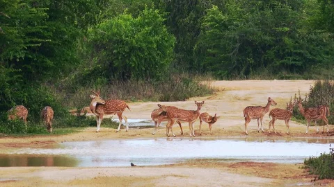 White spotted or axis deers. Yala National Park, Sri Lanka. Stock Footage 93607943