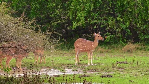 White spotted or axis deers. Yala National Park, Sri Lanka. Stock Footage 93609462