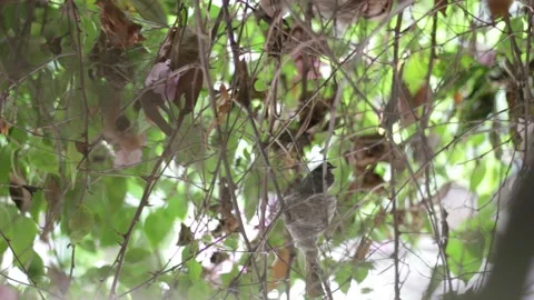 White-spotted or Spot-breasted Fantail Flycatcher bird and baby Stock Footage 146303301