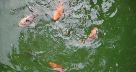 White Spotted Orange Koi Fish Swimming Stock Footage 282499643