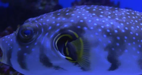 White-Spotted Puffer, Arothron Hispidus, Closeup, Trachinotus Blochii Stock Footage 52303055