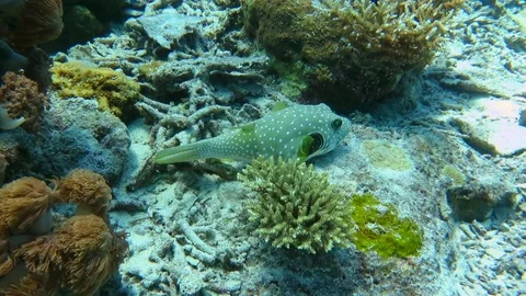 White-spotted puffer arothron hispidus moving on  coral reef, Bali Stock Footage 80664703
