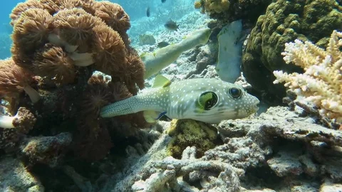 White-spotted puffer arothron hispidus moving on  coral reef, Bali Stock Footage 80664719
