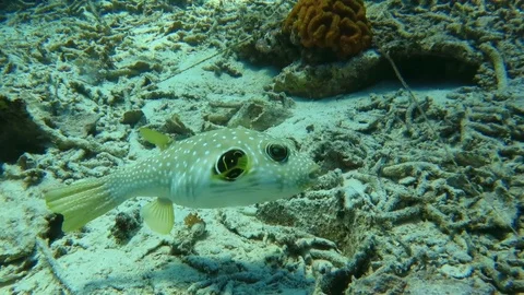 White-spotted puffer arothron hispidus moving on  coral reef, Bali Stock Footage