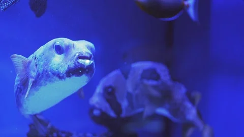 White-Spotted Puffer, Arothron Hispidus Closeup, eyes, open mouth, moving fins Stock Footage 123605165