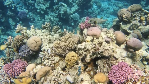 White-spotted puffer (Arothron hispidus). Marine fish. Stock Footage 278573285