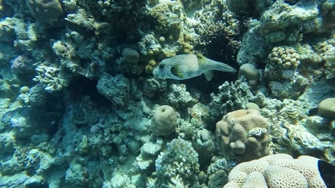 White-spotted puffer (Arothron hispidus). Marine fish. Stock Footage 278574100