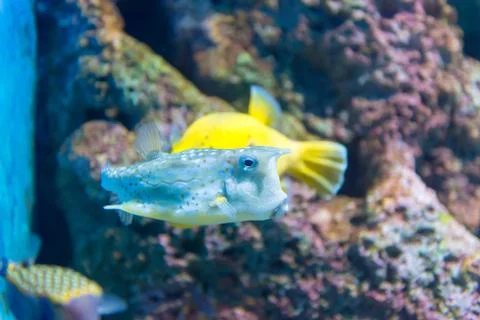 White-spotted puffer (Arothron hispidus). Marine fish in blue water Stock Photos