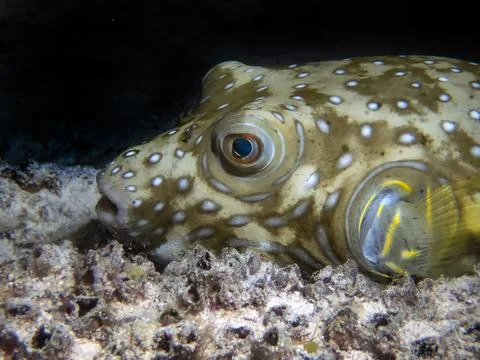 A White-spotted Puffer (Arothron hispidus) Stockfoto's