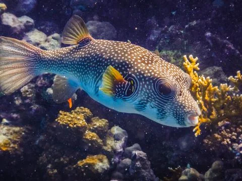 White spotted puffer fish hovering near the coral reef Stock Photos