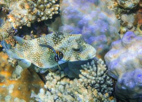White spotted puffer fish hovering over blue round corals in the sea Stock Photos
