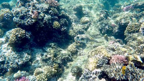 White spotted puffer fish over coral reef. Stock Photos