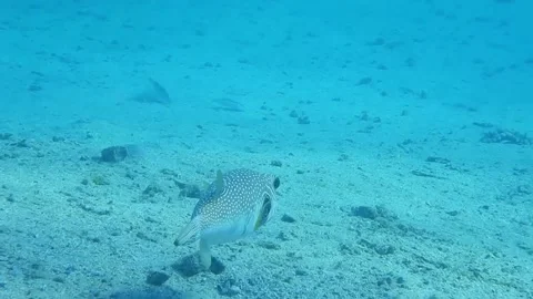 White spotted puffer fish at the seabed while diving Stock Footage 151138541