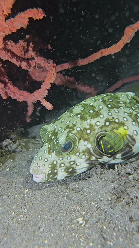 White-Spotted Puffer Stock Footage 341994307