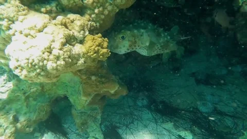 White-spotted Puffer Hiding Under Coral Among Sea Urchin Spines 库存影片 343727832