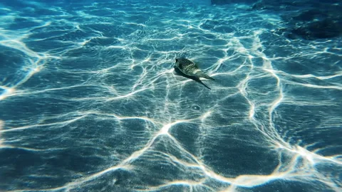 The white-spotted puffer is a medium to large-sized puffer fish. Vidéo 158390436