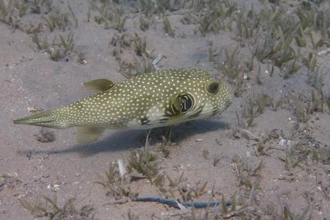 White-Spotted Puffer in Red Sea Stock Photos