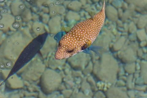 White-spotted puffer in the Red sea. Sea Scenery Travel photo Stock Photos