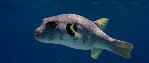 White-spotted puffer.  swims in the blue water and looks into the camera Stock Footage 85571099