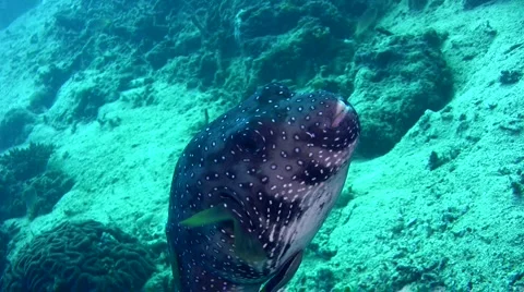 White spotted pufferfish (Arothron hispidus) Stock Footage 6885487