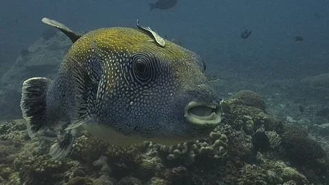 A white spotted pufferfish Video stock 119987483