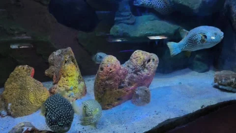 White-Spotted Pufferfish Swimming in Large Saltwater Aquarium Stock Footage 340419941