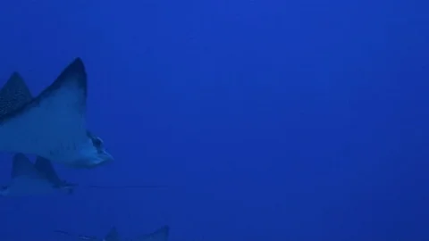 White Spotted Rays Or Eagle Rays Close Up Swimming Together In Deep Blue Sea Stock Footage 113597380