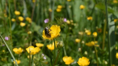 White spotted rose beetle Stock Footage 130006438