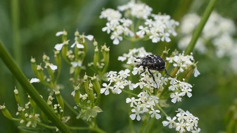 White spotted rose beetle Stock Footage 130145775