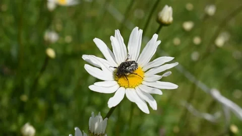 White spotted rose beetle Stock Footage 130434332