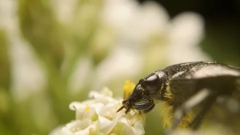 White-spotted rose beetle (oxythyrea funesta) collecting pollen from flower Stock Footage 336923356