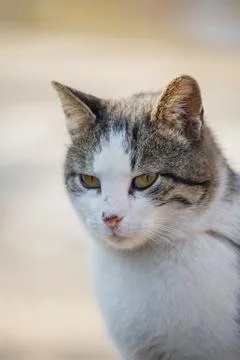 A white spotted street cat sits on a fence.Cat, walk, street, spring. Spring  Stock Photos
