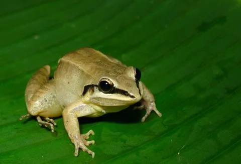 The white-spotted tree frog Stock Photos