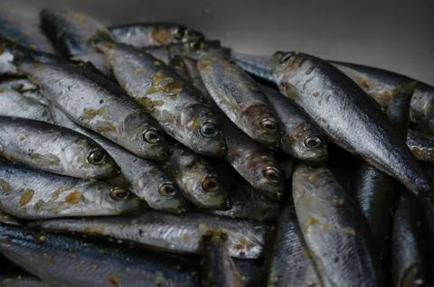 White sprats Stock Photos