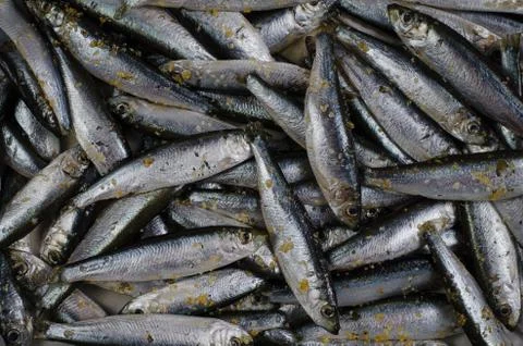 White sprats Foto stock
